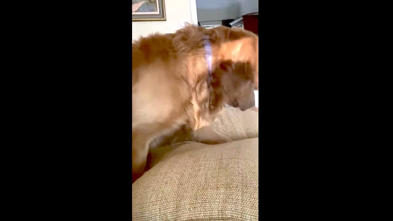 ゴールデンレトリーバー,動画