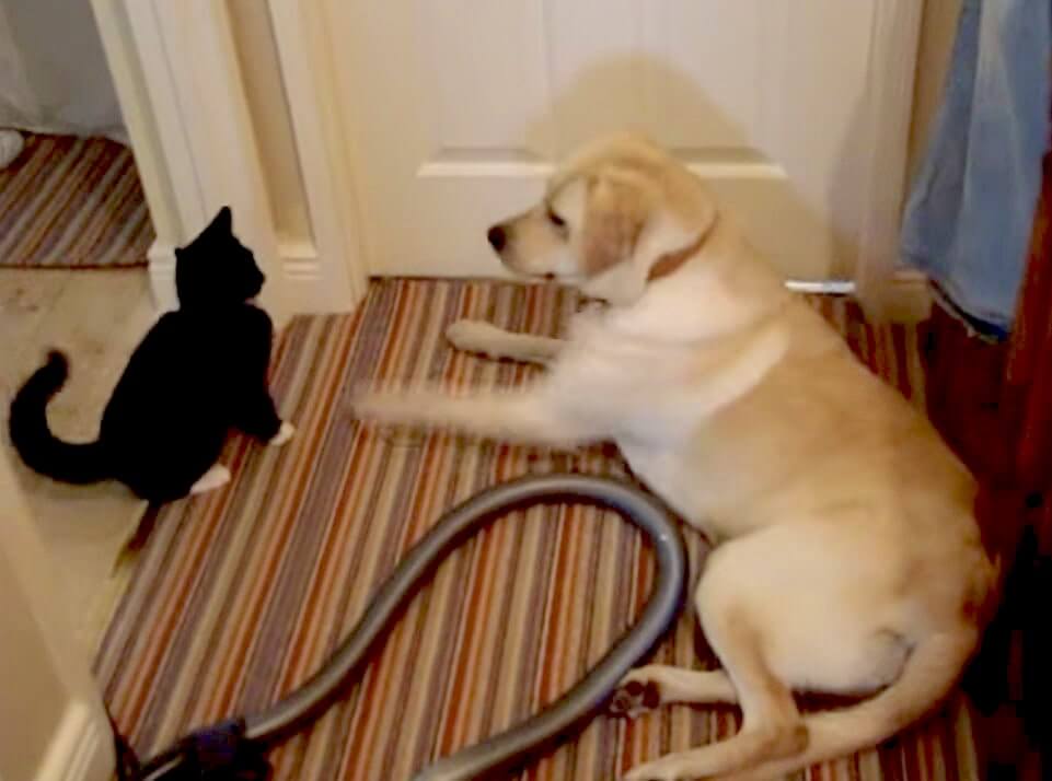 ラブラドールレトリーバー,動画