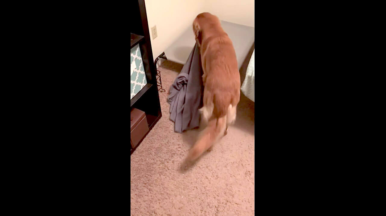 ゴールデンレトリーバー,動画