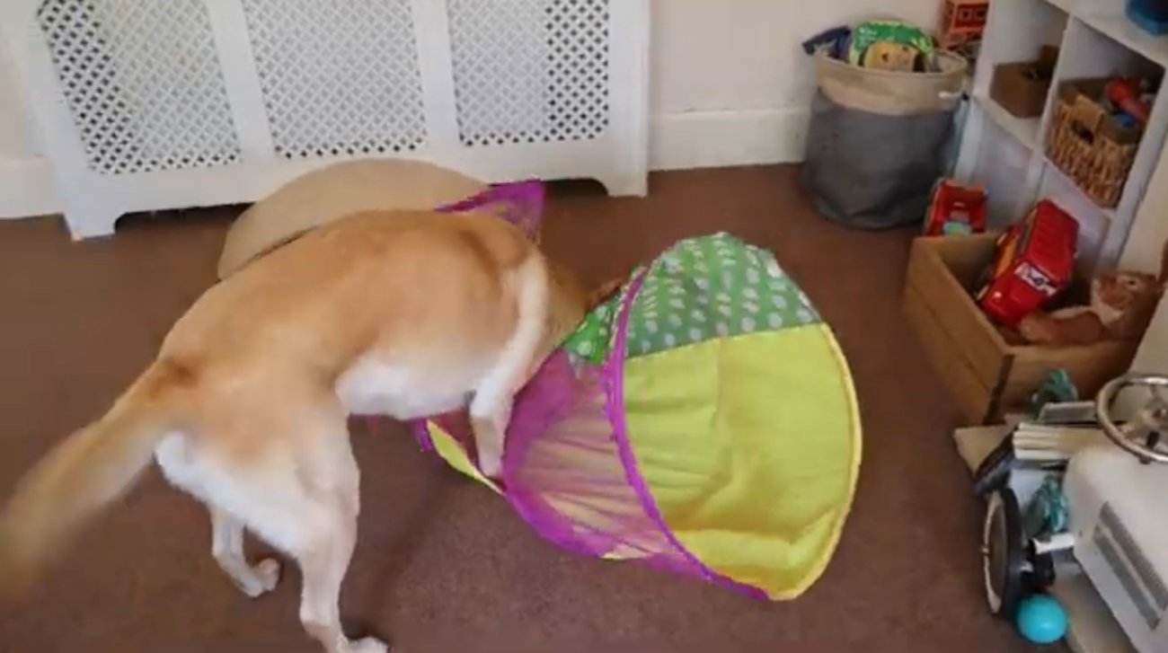 ラブラドールレトリーバー,動画