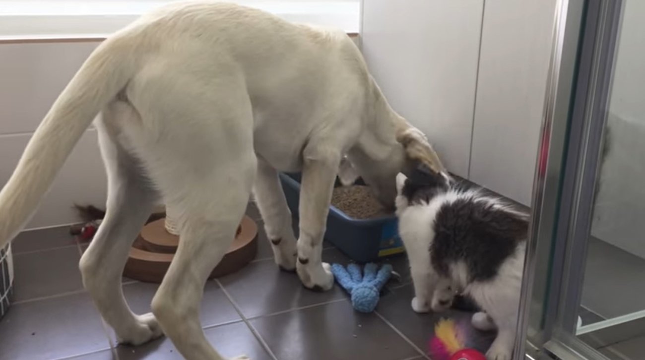 ラブラドールレトリーバー,動画