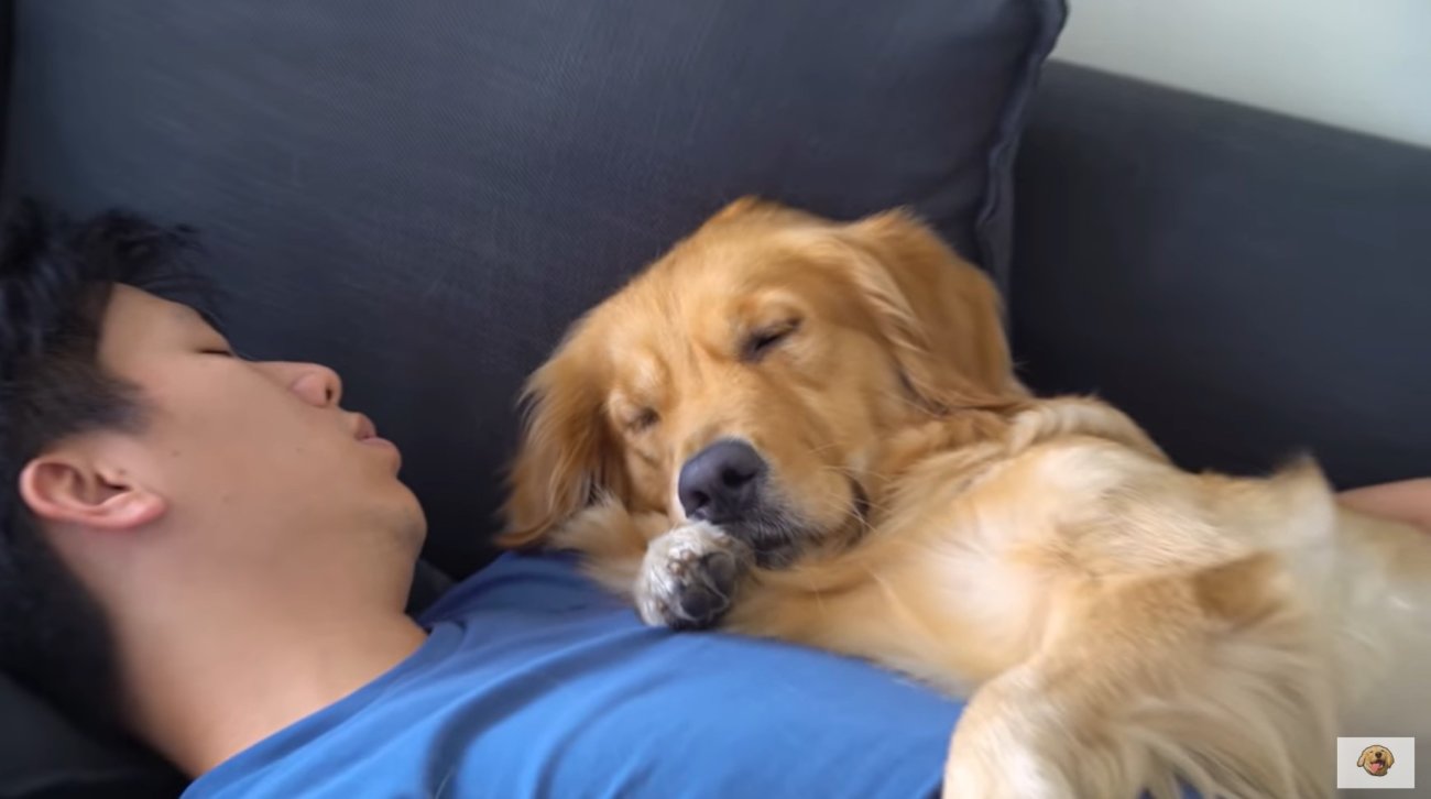 ゴールデンレトリーバー,動画