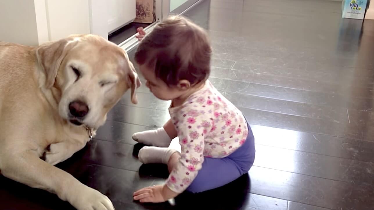 ラブラドールレトリーバー,動画