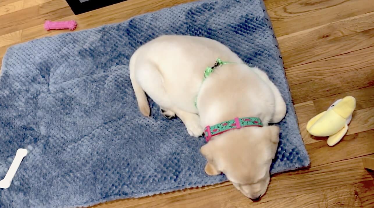 ラブラドールレトリーバー,動画