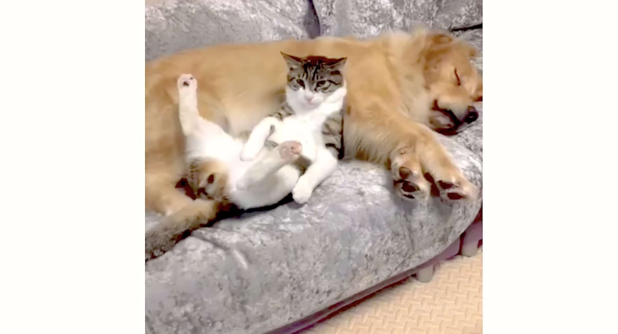 ゴールデンレトリーバー,動画