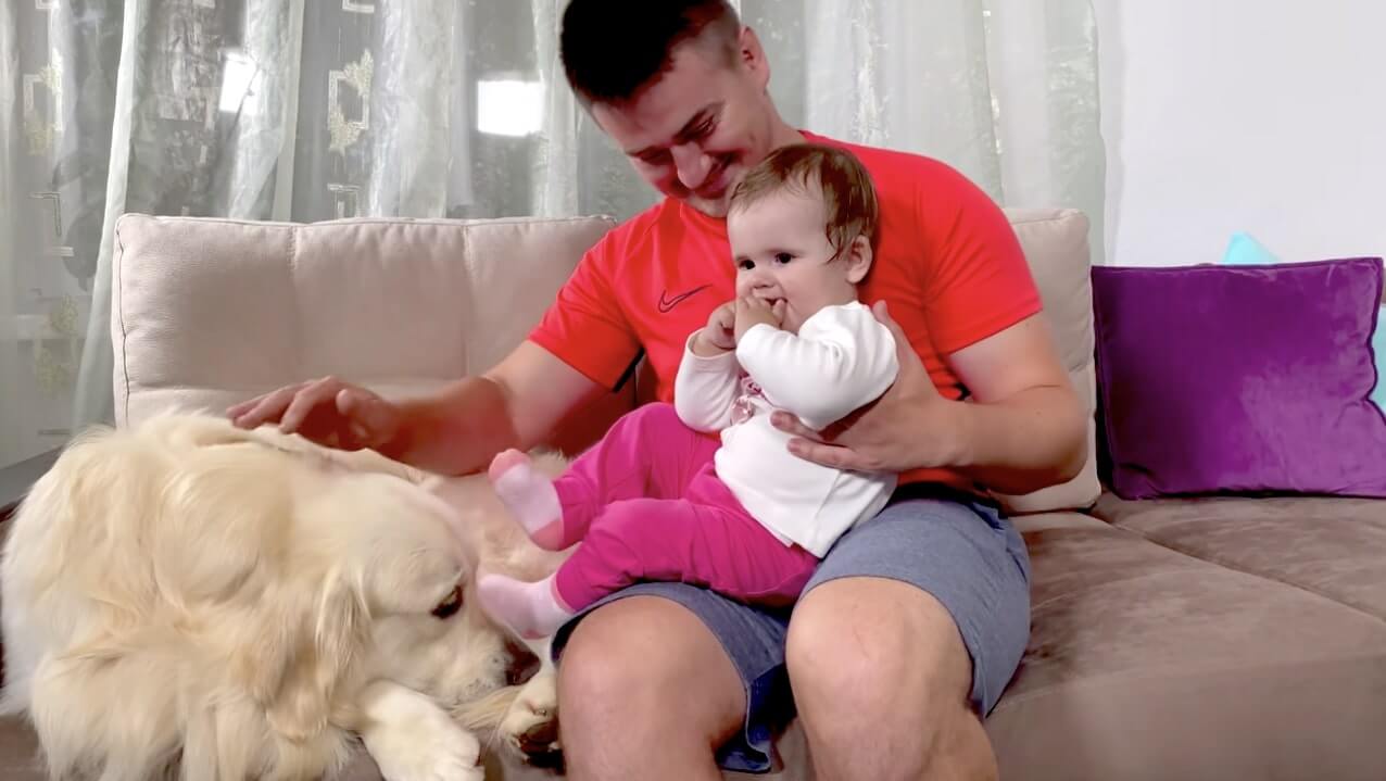 ゴールデンレトリーバー,動画