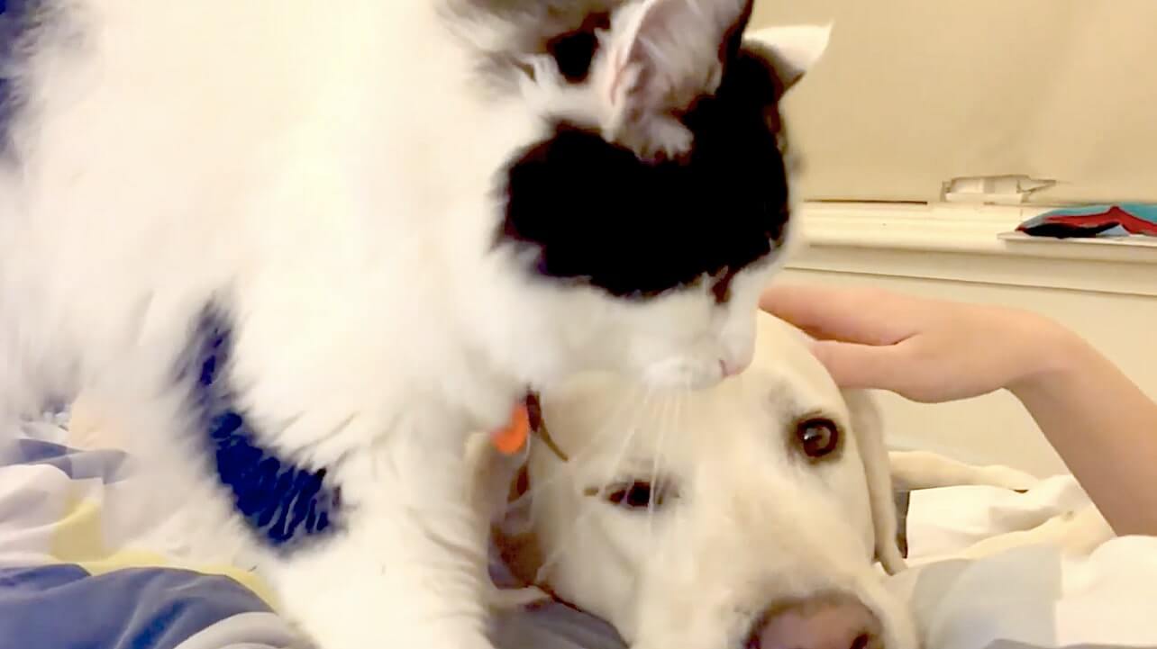 ラブラドールレトリーバー,動画