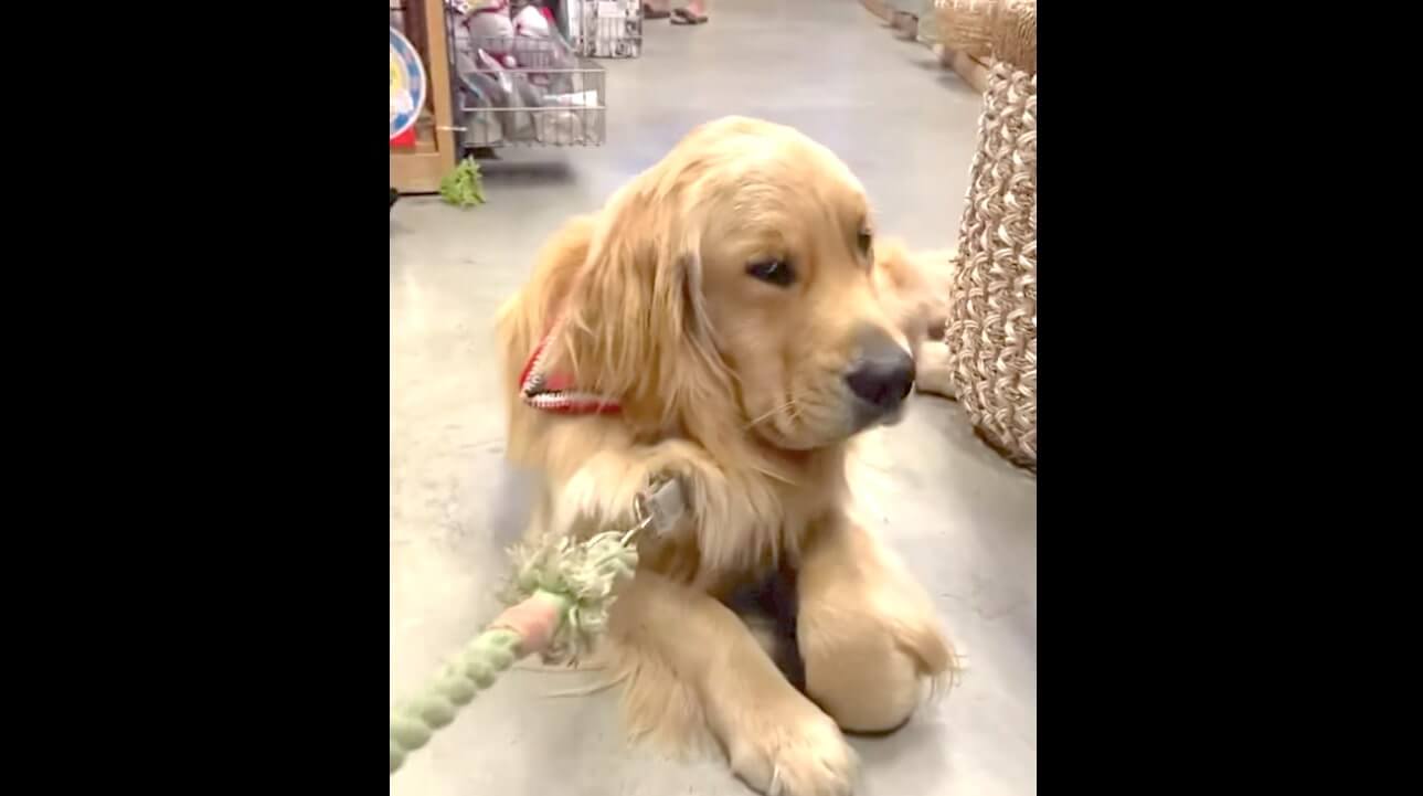 ゴールデンレトリーバー,動画