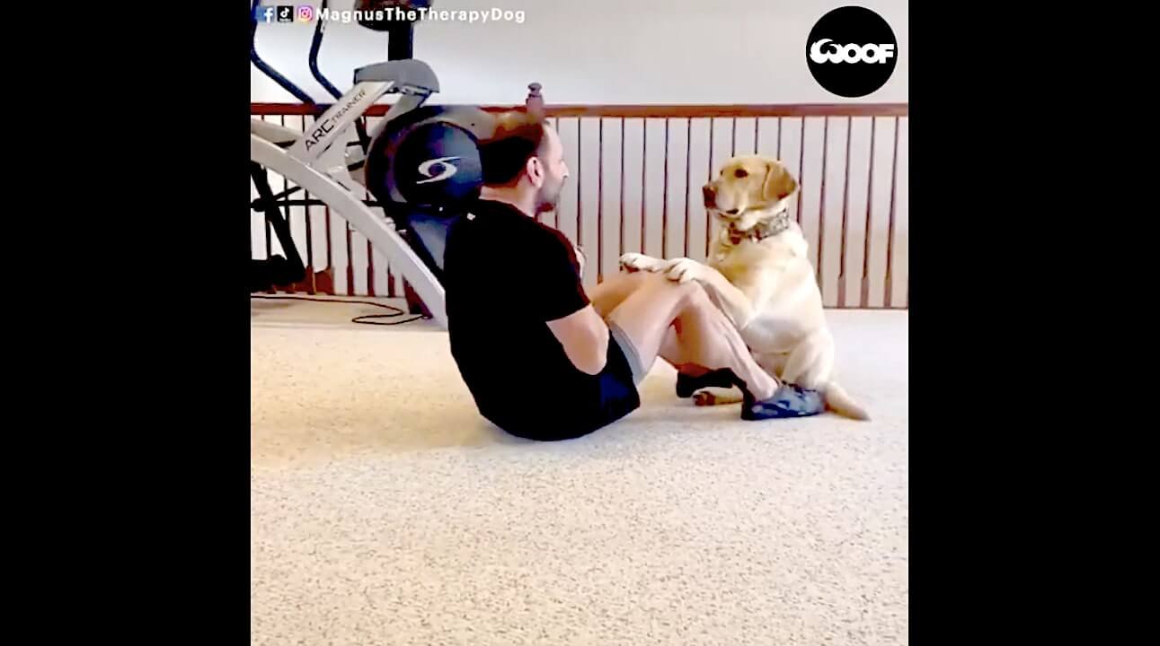 ラブラドールレトリーバー,動画