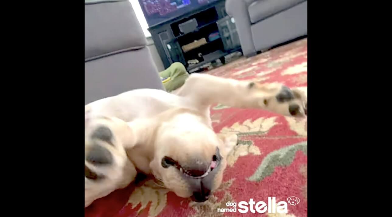 ラブラドールレトリーバー,動画