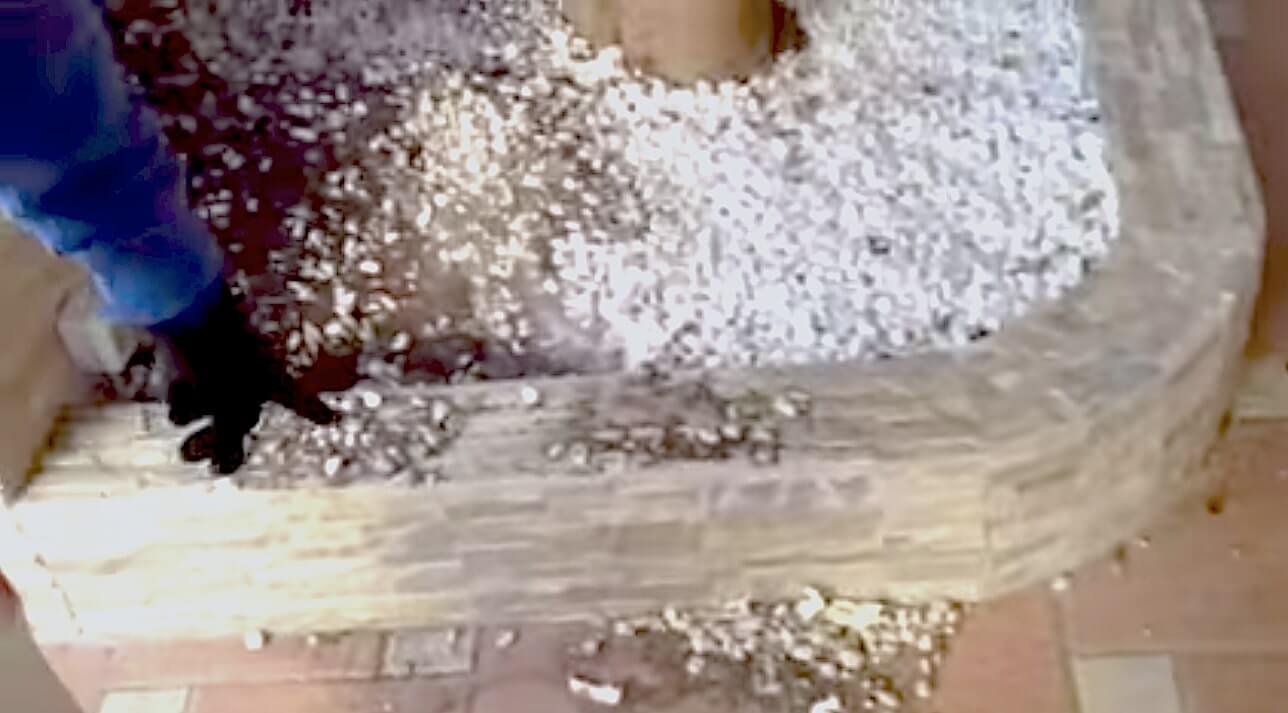 ラブラドールレトリーバー,動画