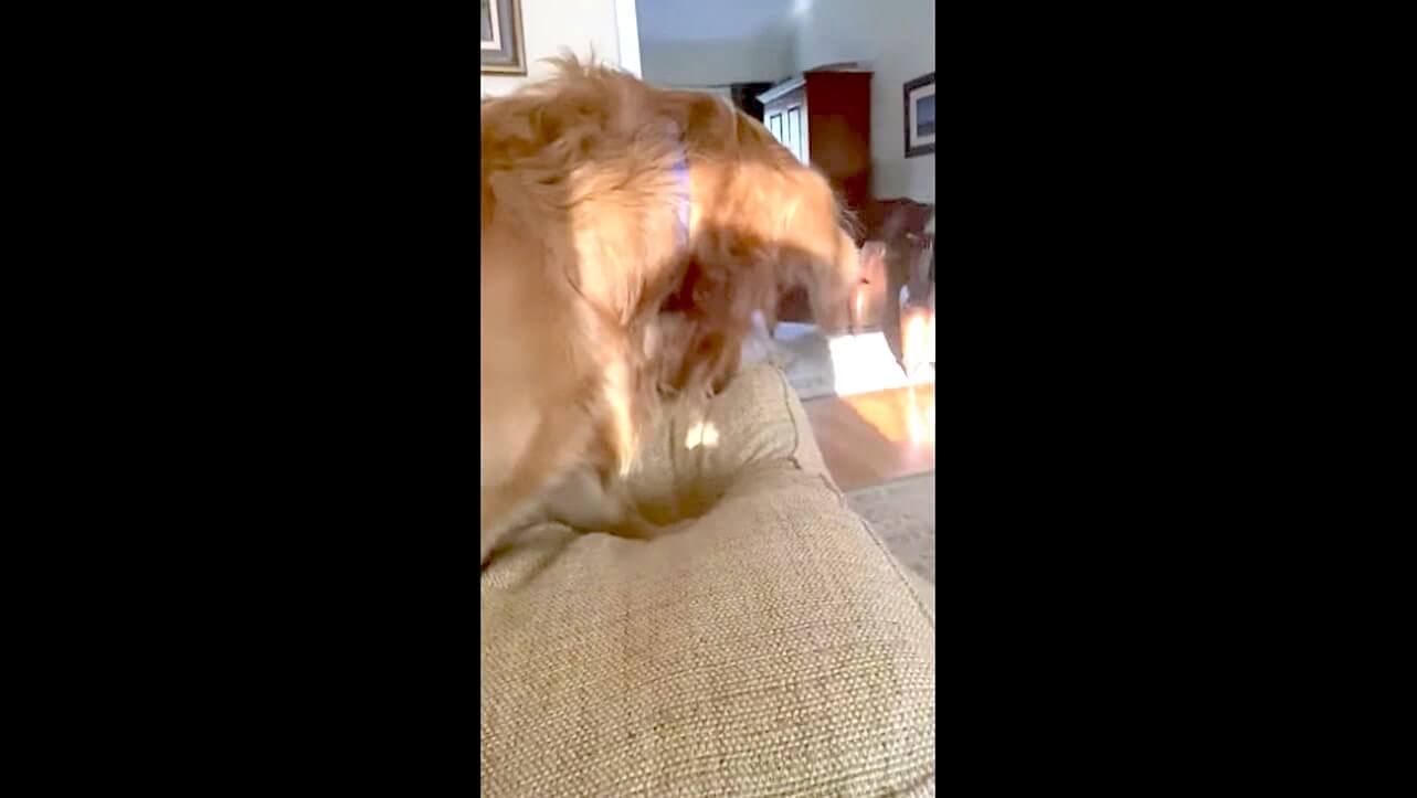 ゴールデンレトリーバー,動画