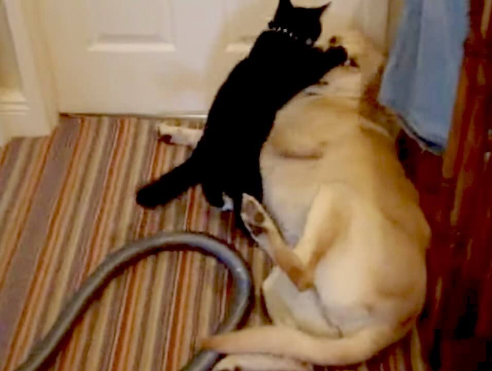 ラブラドールレトリーバー,動画