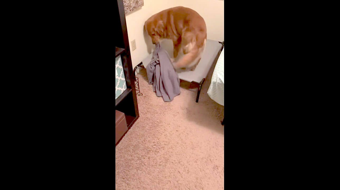 ゴールデンレトリーバー,動画