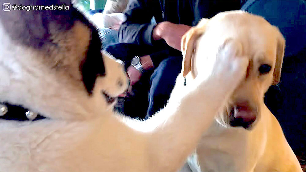 ラブラドールレトリーバー,動画