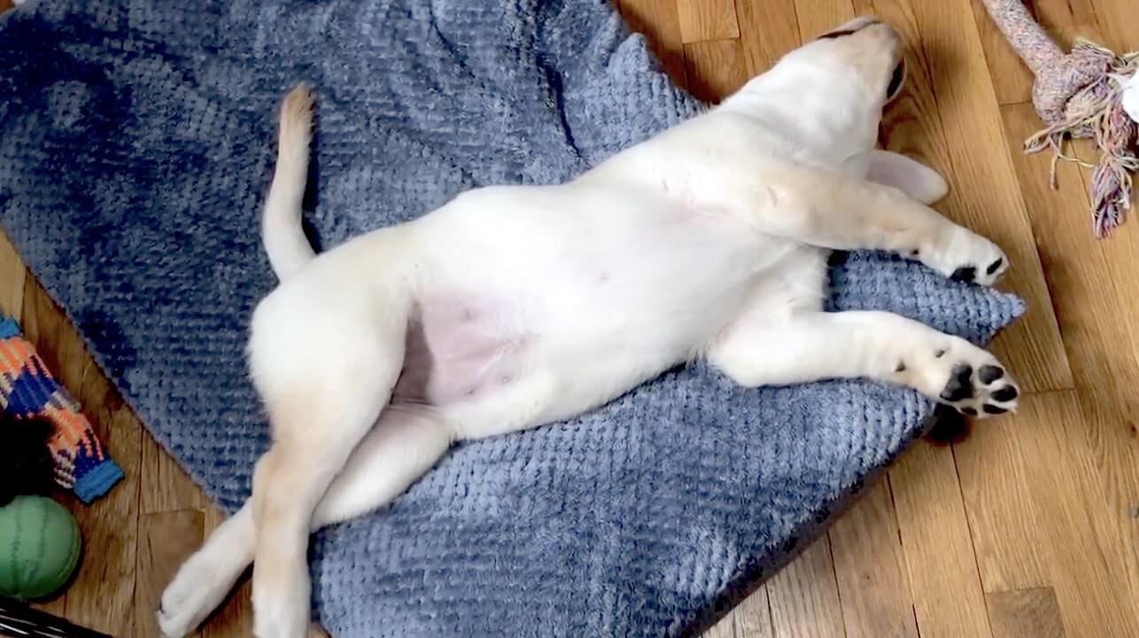 ラブラドールレトリーバー,動画