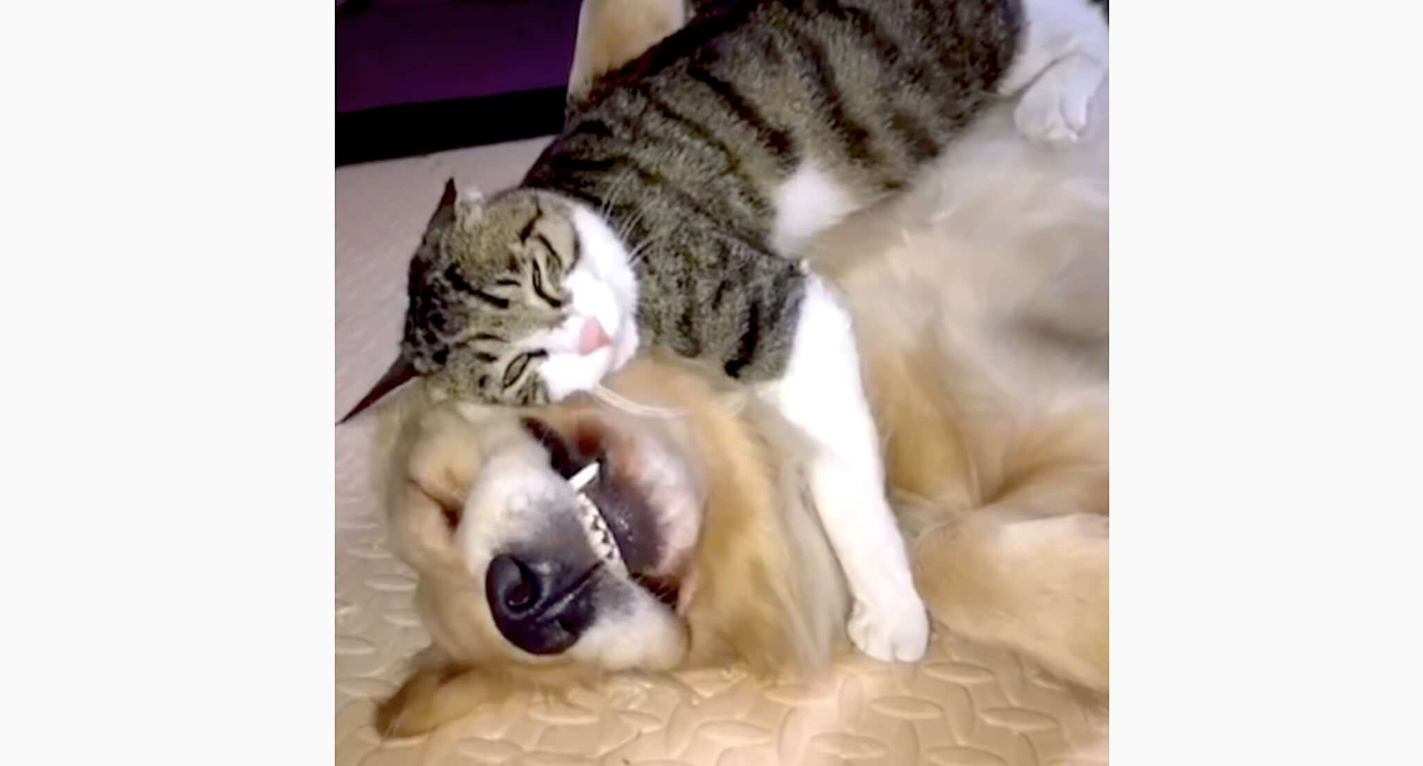 ゴールデンレトリーバー,動画