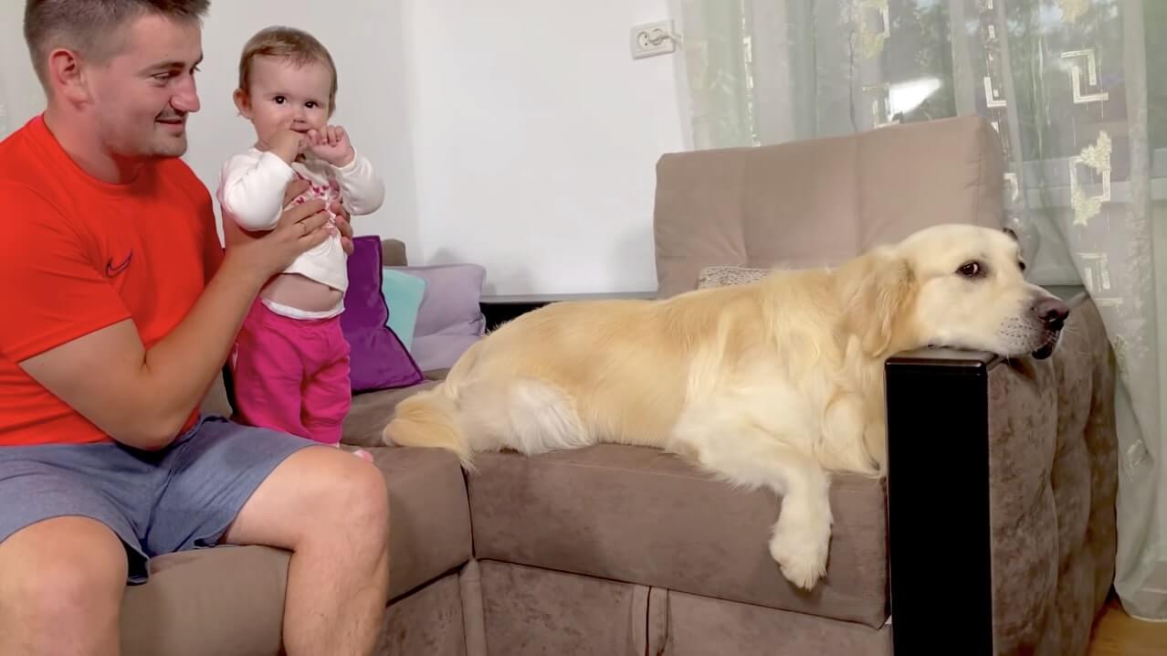 ゴールデンレトリーバー,動画