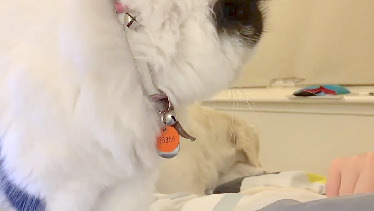 ラブラドールレトリーバー,動画