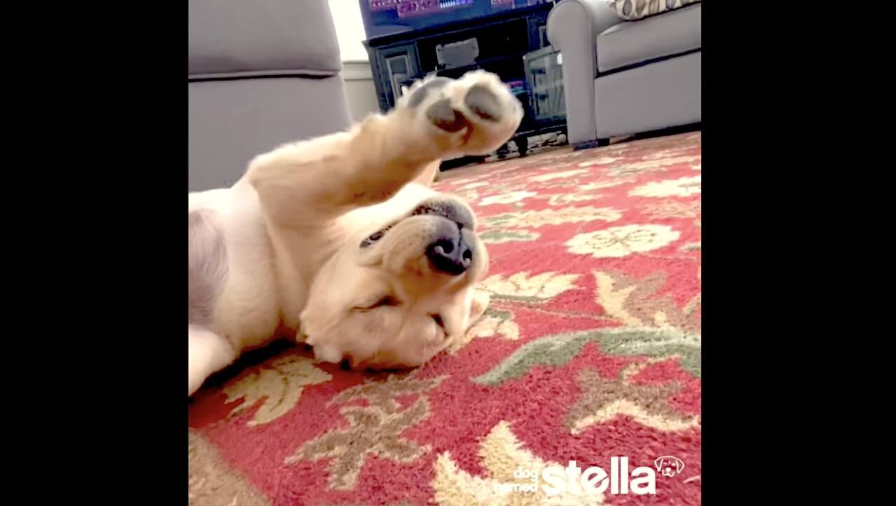 ラブラドールレトリーバー,動画