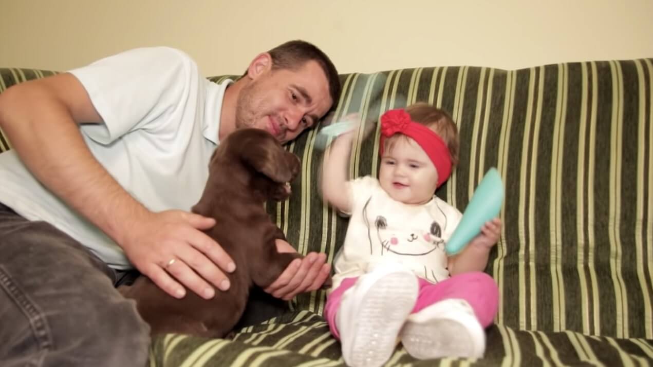 ラブラドールレトリーバー,動画