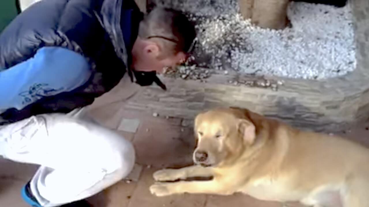 ラブラドールレトリーバー,動画