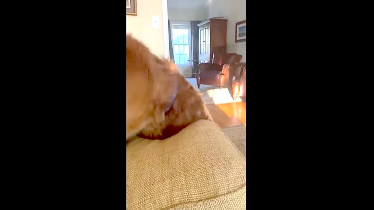 ゴールデンレトリーバー,動画