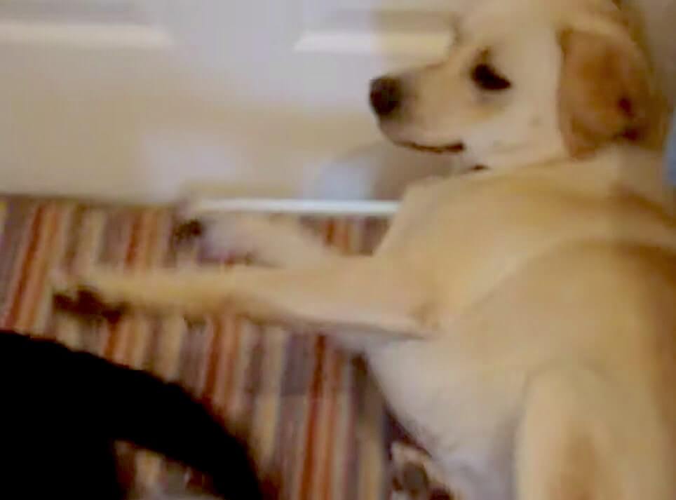 ラブラドールレトリーバー,動画