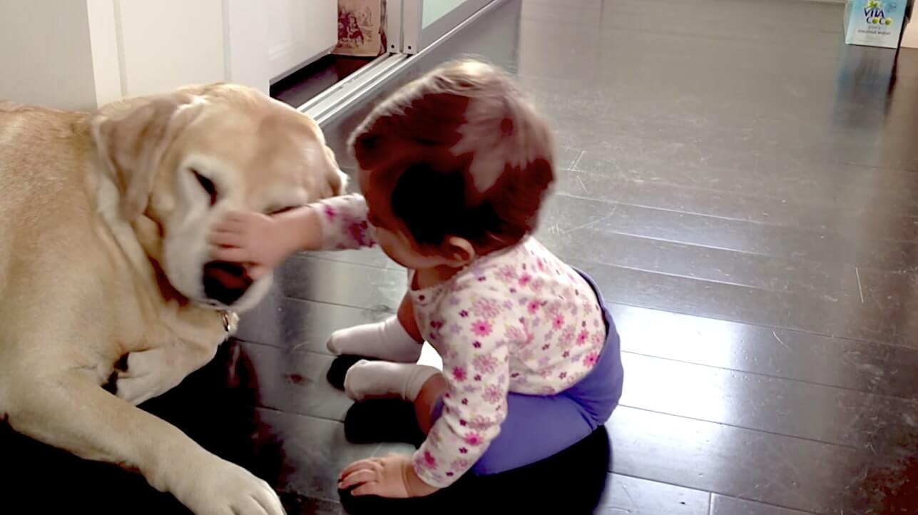 ラブラドールレトリーバー,動画