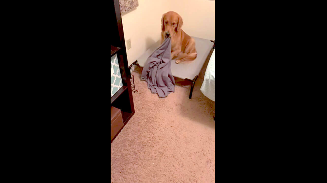 ゴールデンレトリーバー,動画