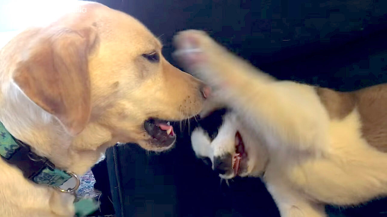 ラブラドールレトリーバー,動画