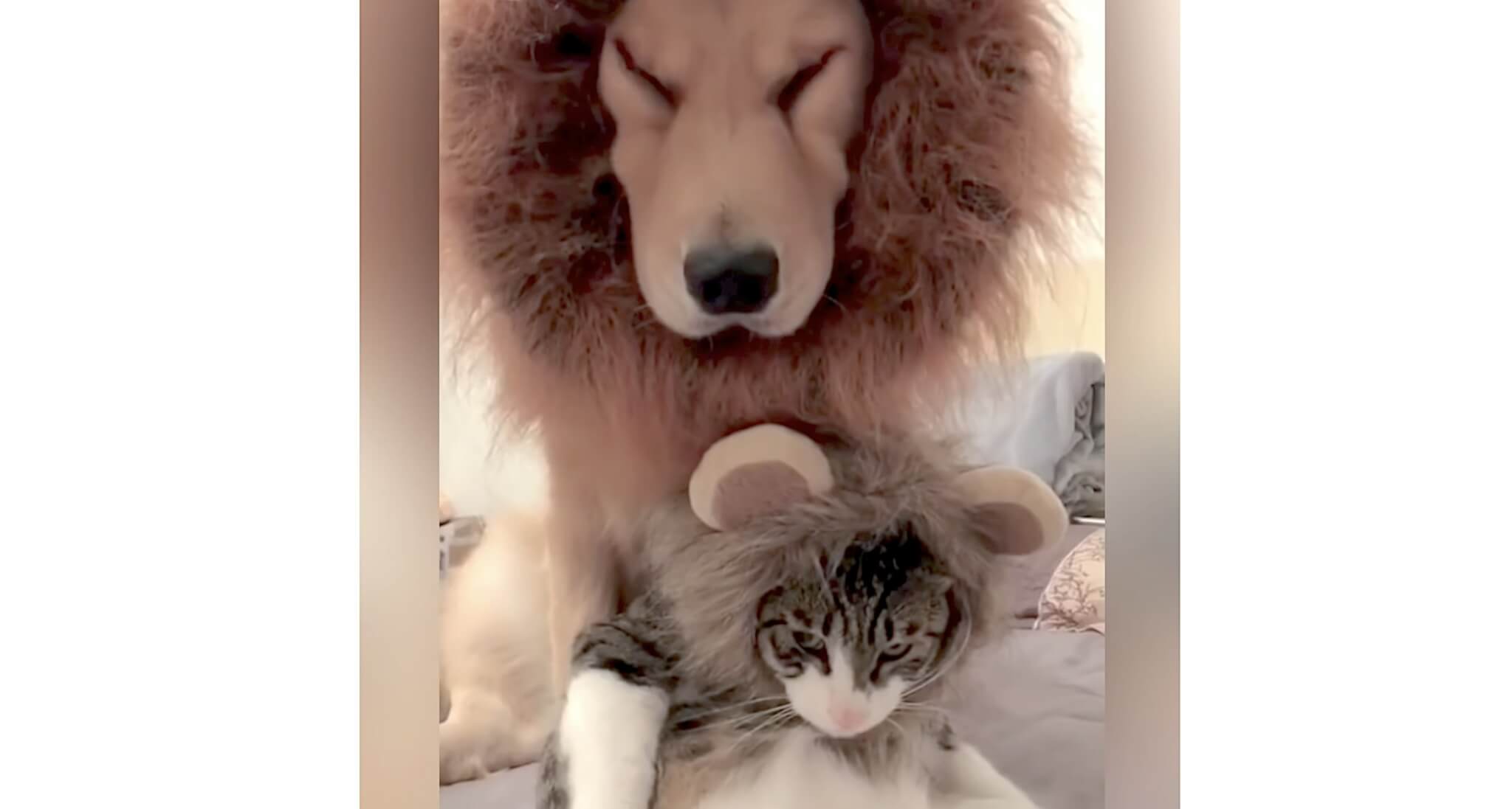 ゴールデンレトリーバー,動画