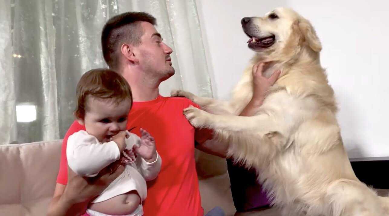 ゴールデンレトリーバー,動画