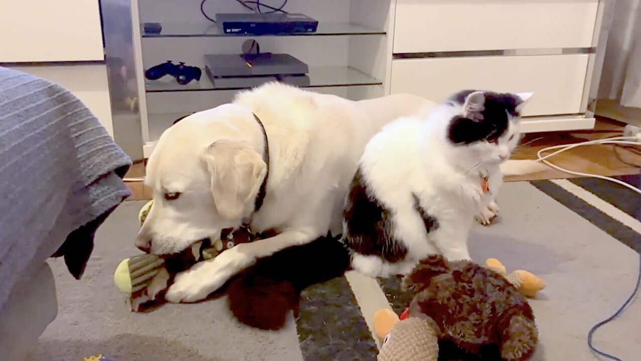 ラブラドールレトリーバー,動画