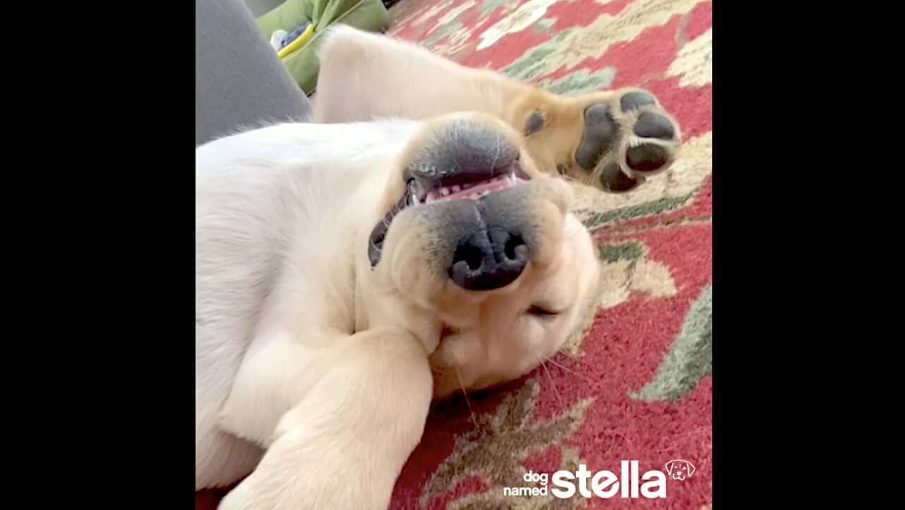 ラブラドールレトリーバー,動画