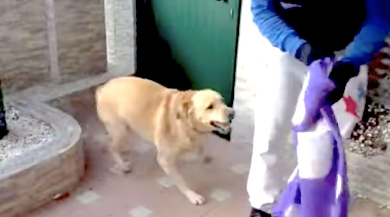 ラブラドールレトリーバー,動画