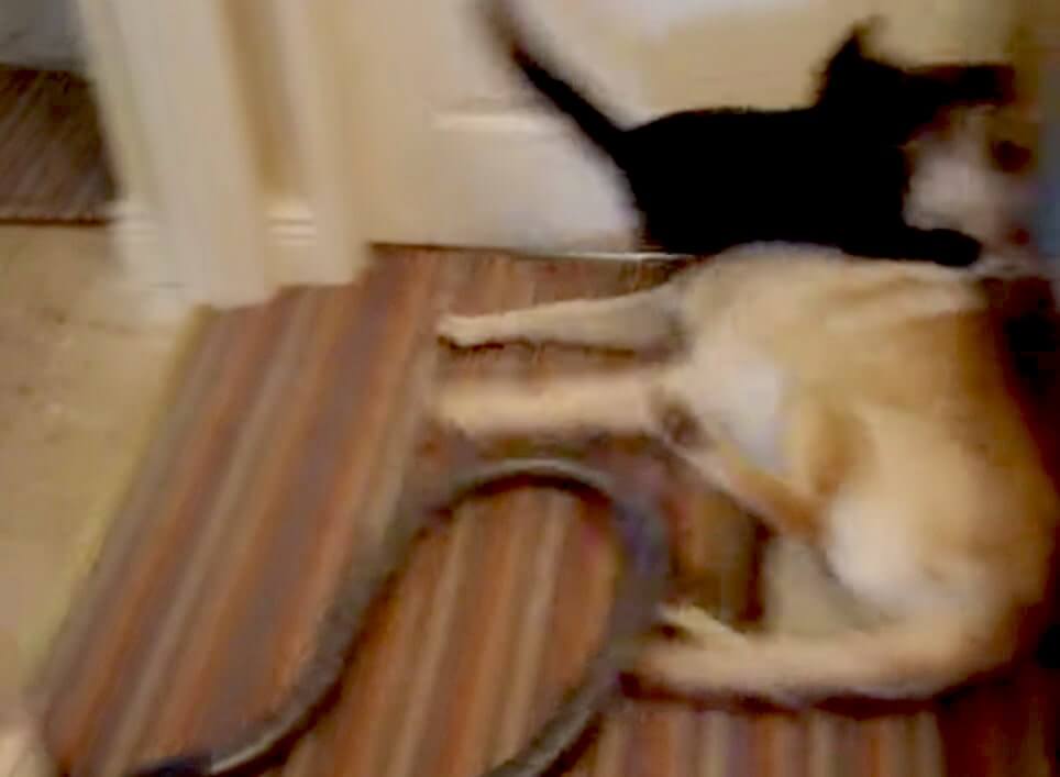 ラブラドールレトリーバー,動画