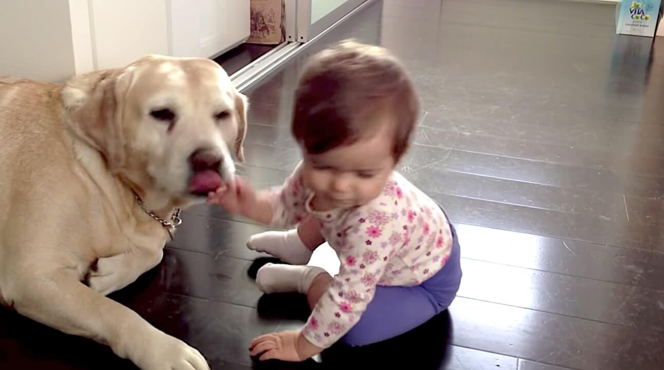 ラブラドールレトリーバー,動画