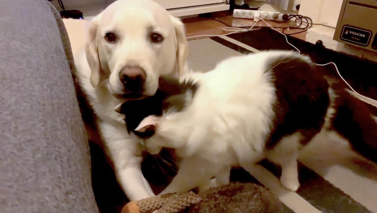 ラブラドールレトリーバー,動画