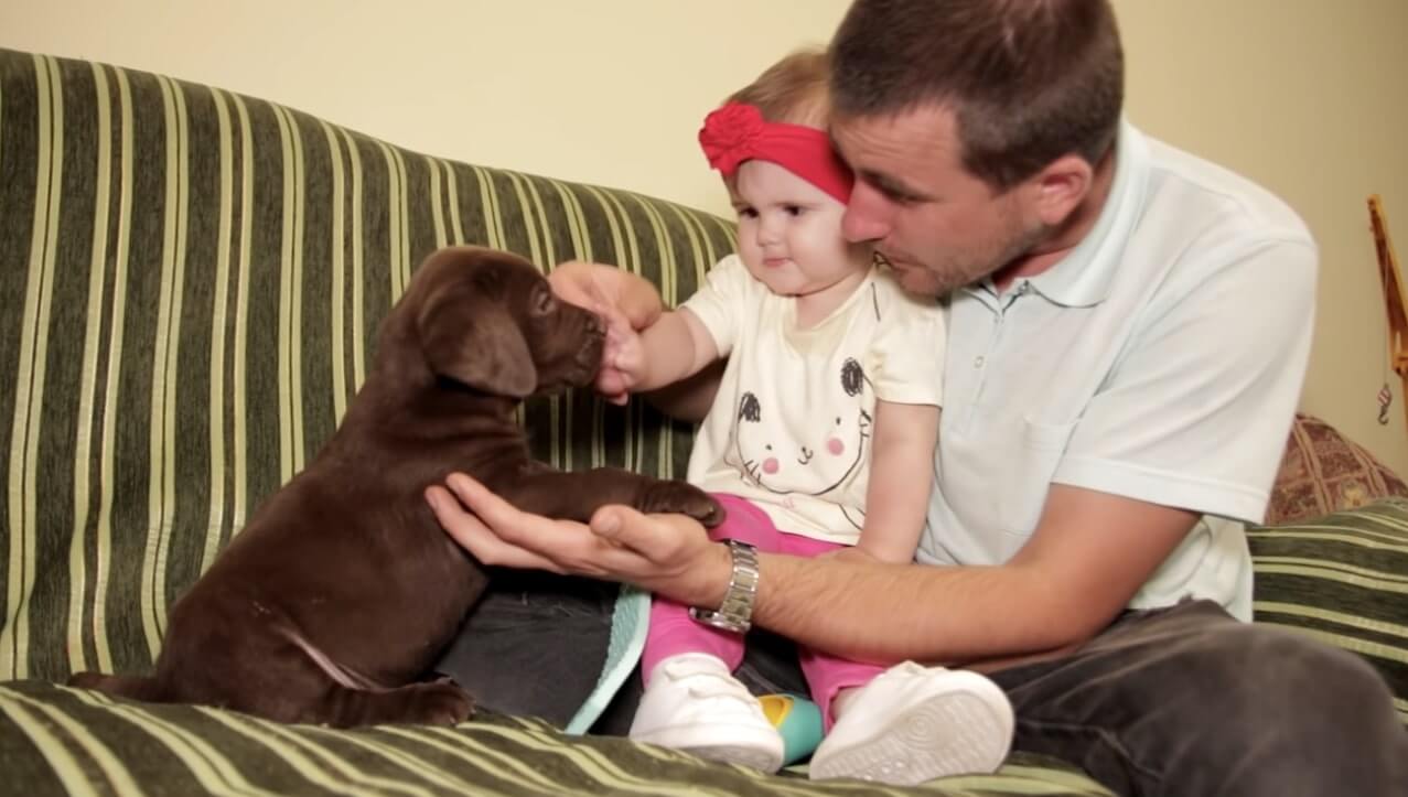 ラブラドールレトリーバー,動画