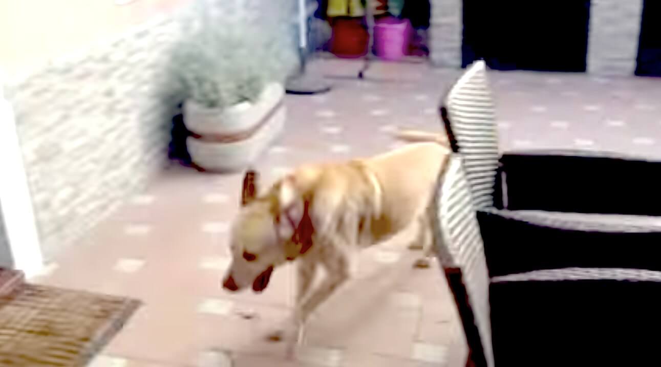 ラブラドールレトリーバー,動画