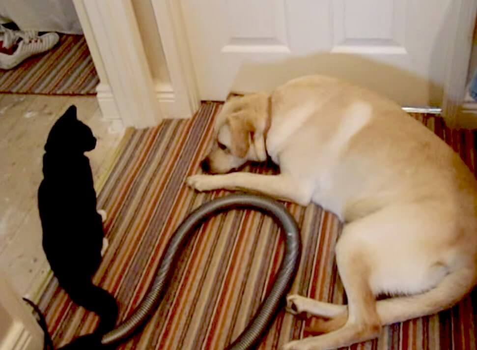 ラブラドールレトリーバー,動画