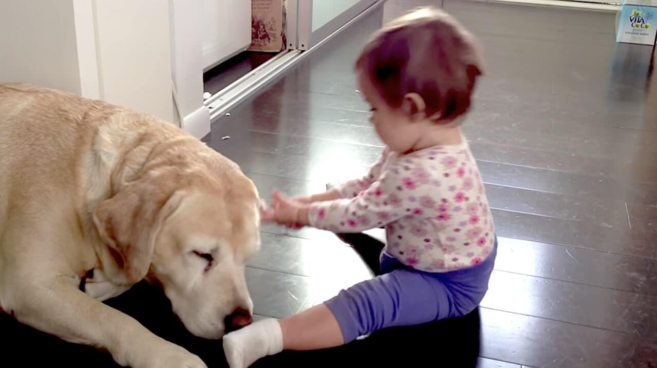 ラブラドールレトリーバー,動画