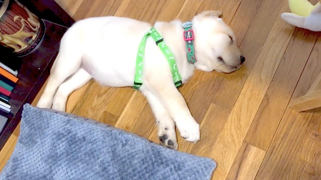 ラブラドールレトリーバー,動画