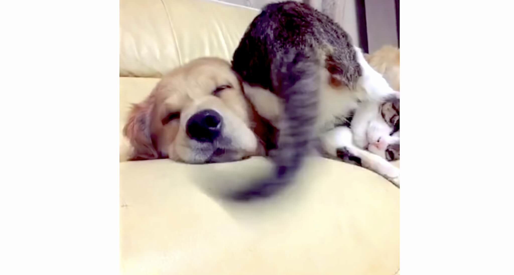 ゴールデンレトリーバー,動画