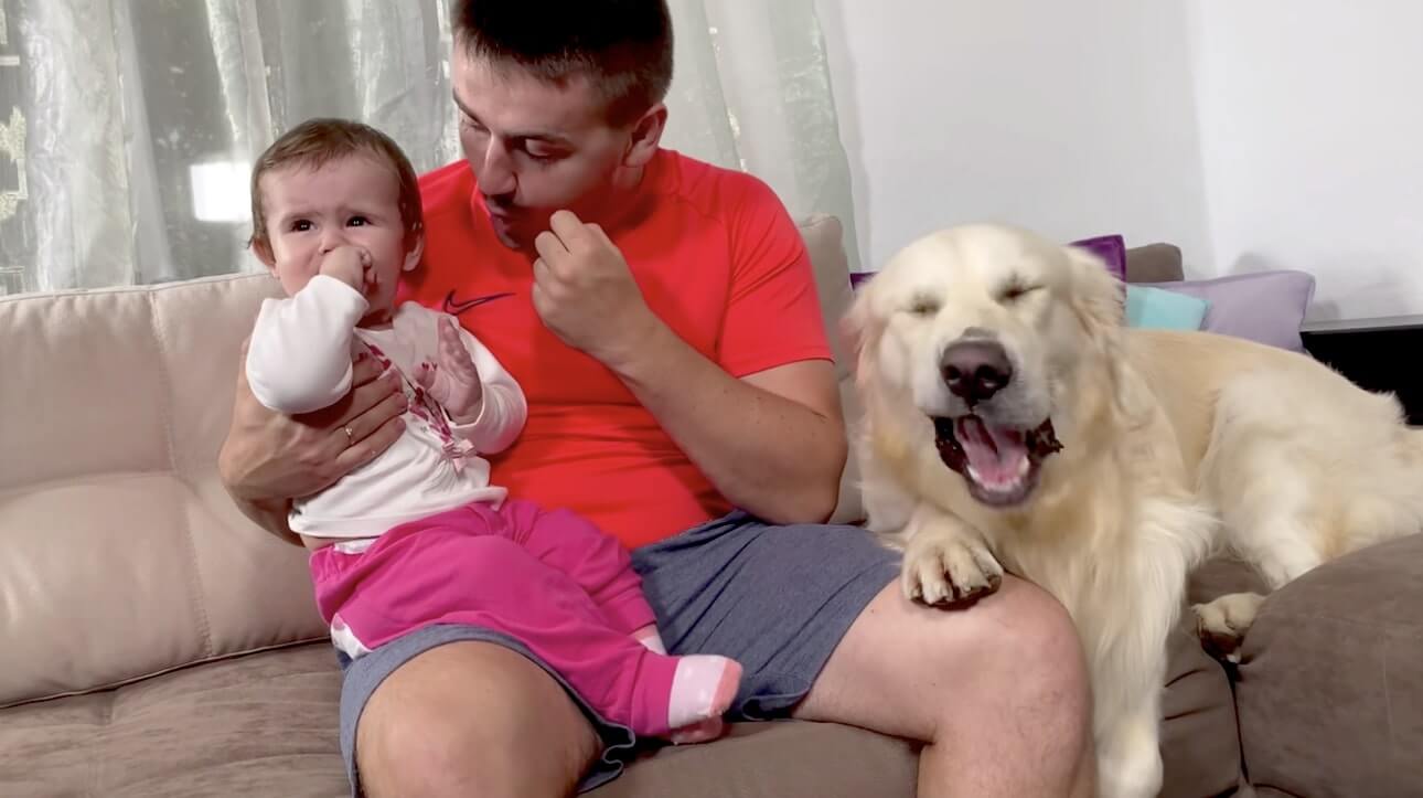 ゴールデンレトリーバー,動画