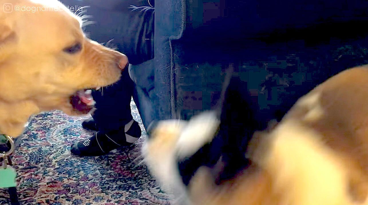 ラブラドールレトリーバー,動画