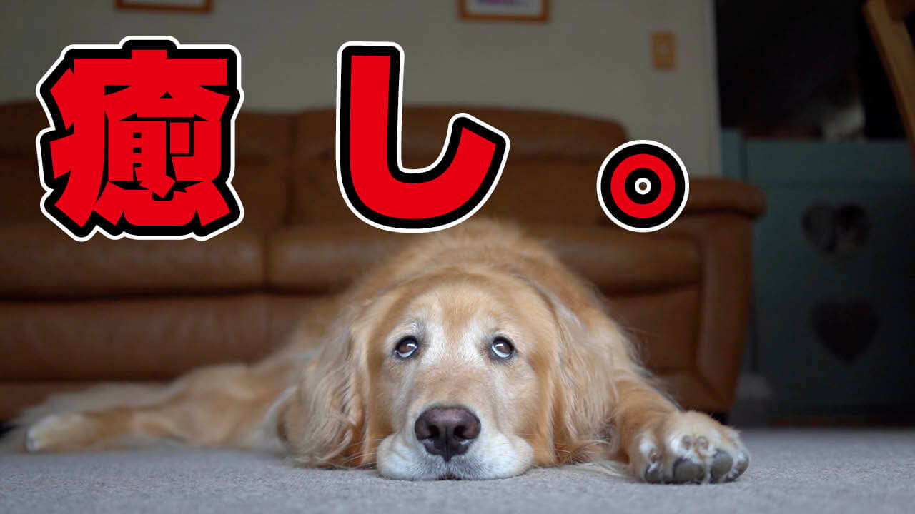 イッヌドットライフ