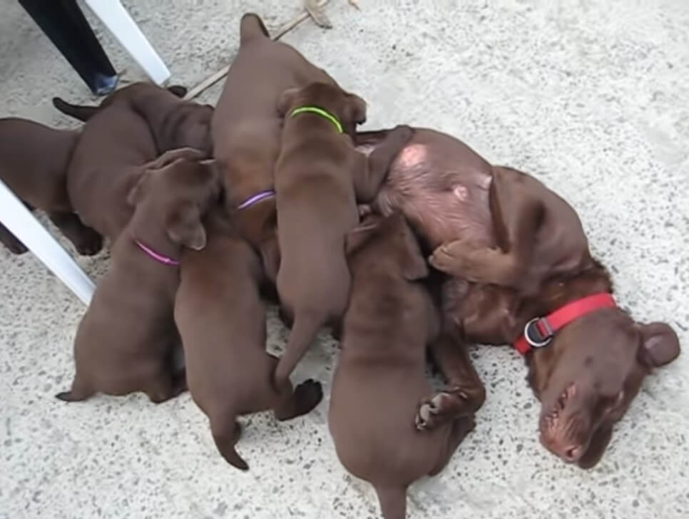 ラブラドールレトリーバー,動画