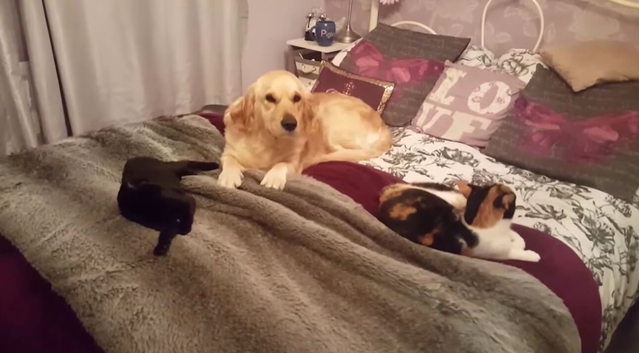 ゴールデンレトリーバー,動画